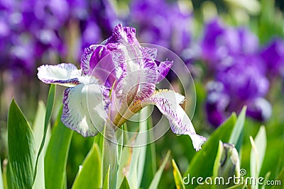 Iris flower Stock Photo