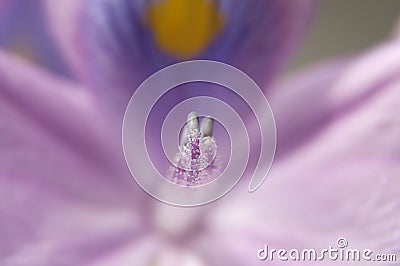 Iris Flower Background Stock Photo