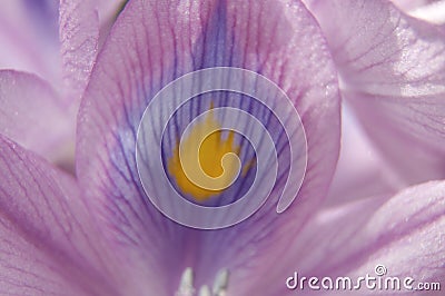 Iris Flower Background Stock Photo