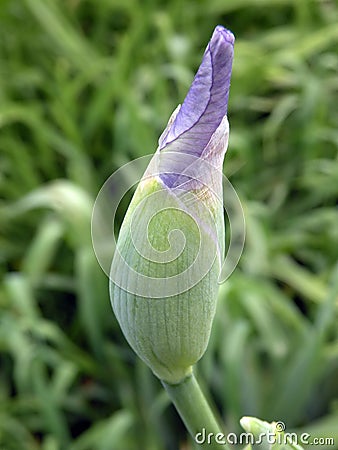 Iris flower bloom Stock Photo