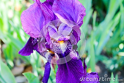Iris flower blooms in unusual bright colors Stock Photo
