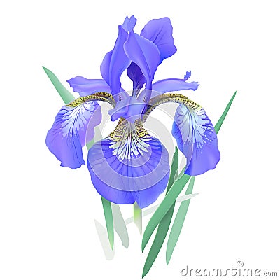 Iris flower, blue. Iris sibirica. Vector Illustration