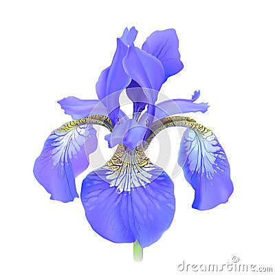 Iris flower, blue. Iris sibirica. Vector Illustration