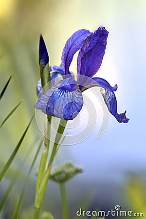 Iris flower buds Stock Photo