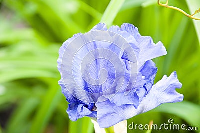 Iris. iris flower closeup. nature macro photography. beautiful blue flower. spring blooming blossom Stock Photo