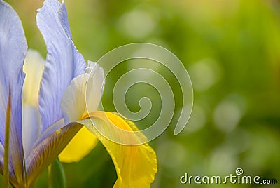 Iris flower detail background blurred Stock Photo