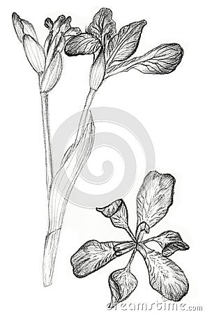 Iris flower drawing on white background Stock Photo