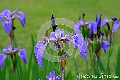 Iris flower in the field Stock Photo