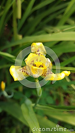 The Iris Flower only has three petals and looks like a king's crown Stock Photo