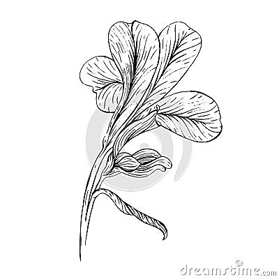 Iris flower ink sketch on white background Vector Illustration