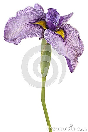 Iris flower isolated Stock Photo