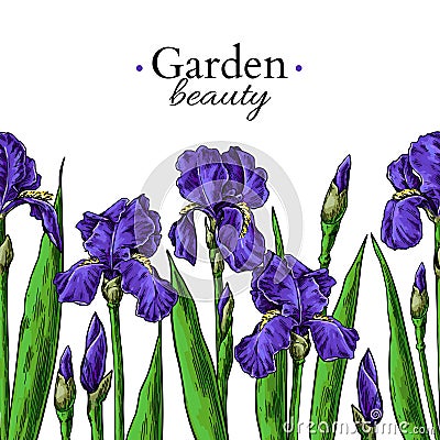 Iris flower and leaves border drawing. Vector hand drawn floral seamless pattern. Vector Illustration