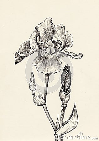 read tumblr easy to themes Stock Iris And Image Illustration Drawing Ink  Flower Pen