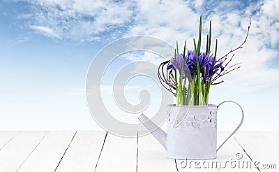 Iris flower plant in watering can isolated on wooden white table and sky background, web banner florist shop or gift card present Stock Photo
