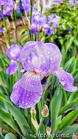 Iris flower after the rain. Stock Photo