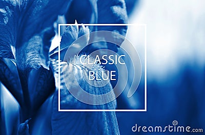 Iris flower toned in trendy pantone Classic Blue color of the Year 2020. Editorial Stock Photo