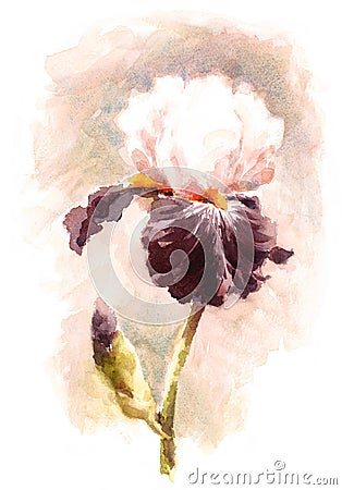 Iris Flower Watercolor Illustration Hand Painted Cartoon Illustration