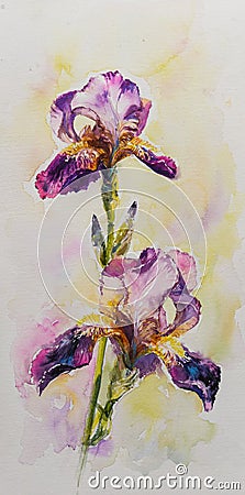 Iris flower watercolors painted. Stock Photo