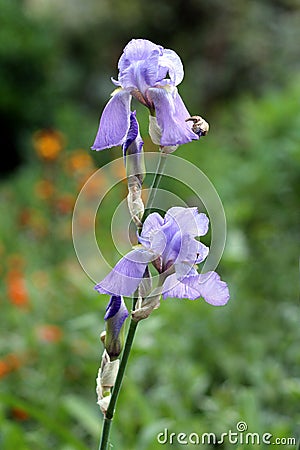 Iris flowering perennial plant with fully open light violet flowers on single long stem planted in local garden Stock Photo