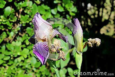 Iris flowering perennial plant with showy white to dark violet closed flowers with partially shriveled dry petals surrounded with Stock Photo