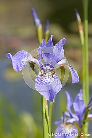 Iris flowers Stock Photo