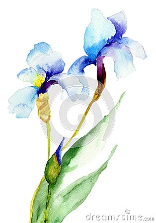 Iris flowers Cartoon Illustration