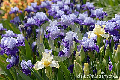 Iris flowers Stock Photo