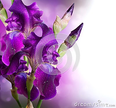 Iris Flowers Art Design Stock Photo