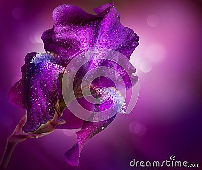 Iris Flowers Art Design Stock Photo