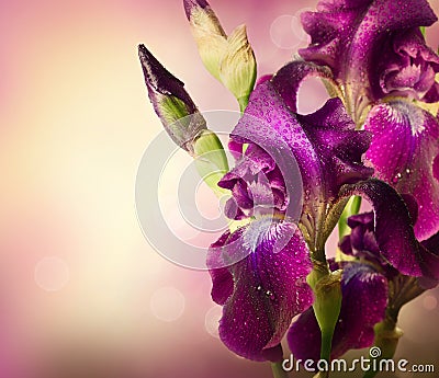 Iris Flowers Art Design Stock Photo