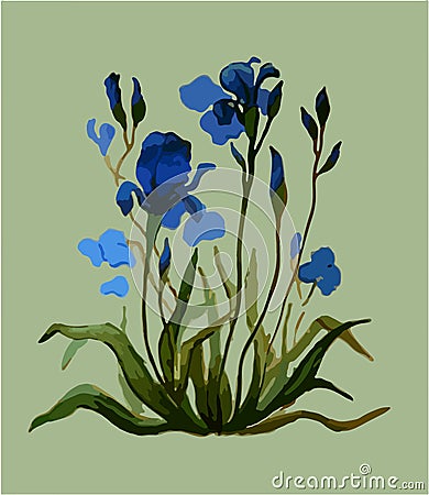 Iris flowers. Botanical vector illustration Cartoon Illustration