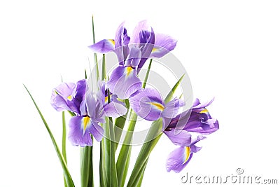 Iris flowers Stock Photo