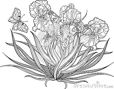 Iris flowers and a butterfly. Coloring page. Vector Illustration