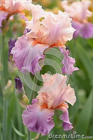 Iris flowers Stock Photo