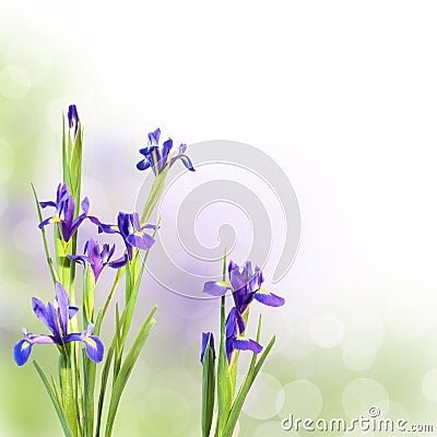 Iris flowers on green background Stock Photo