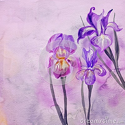 Iris flowers illustration Cartoon Illustration