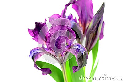 The Iris flowers Stock Photo