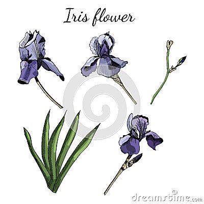 Iris flowers with leaves. Sketch hand drawn and colored isolated on white background Vector Illustration