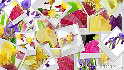 Iris flowers photo collage Stock Photo