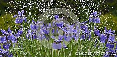 Iris flowers in rain Stock Photo