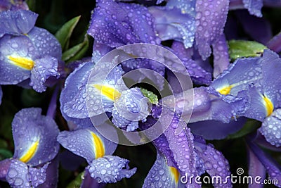 Iris flowers with rain drops Stock Photo