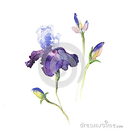 The iris flowers watercolor isolated Stock Photo