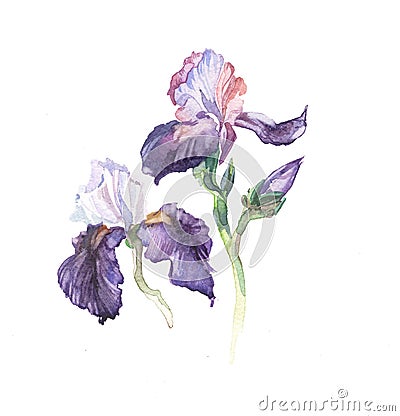 The iris flowers watercolor isolated Stock Photo