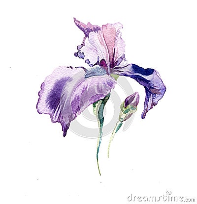 The iris flowers watercolor isolated Stock Photo