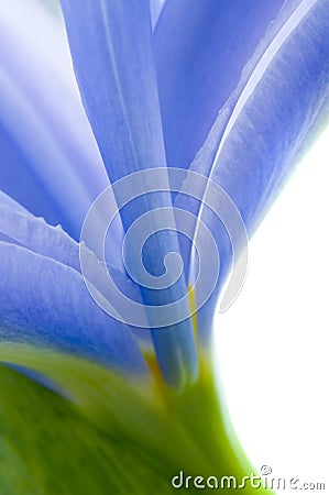 Iris flowers with waterdrops Stock Photo