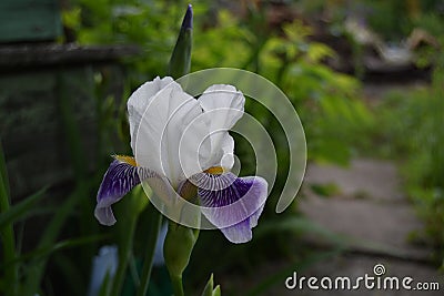 Iris in garden Stock Photo