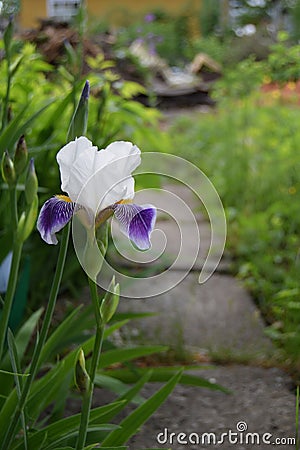 Iris in garden Stock Photo