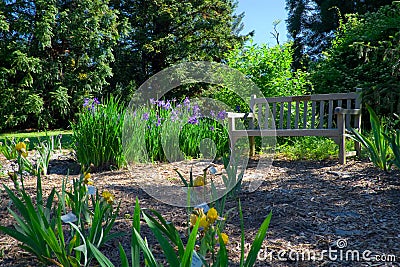 Iris Garden and Bench Stock Photo