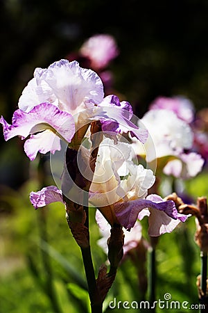 Iris garden flower blooming in the garden Stock Photo