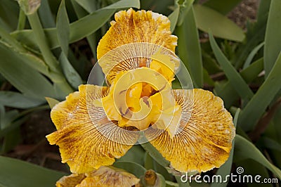 Iris Garden Series - Calizona Gold Tall Bearded Iris Stock Photo